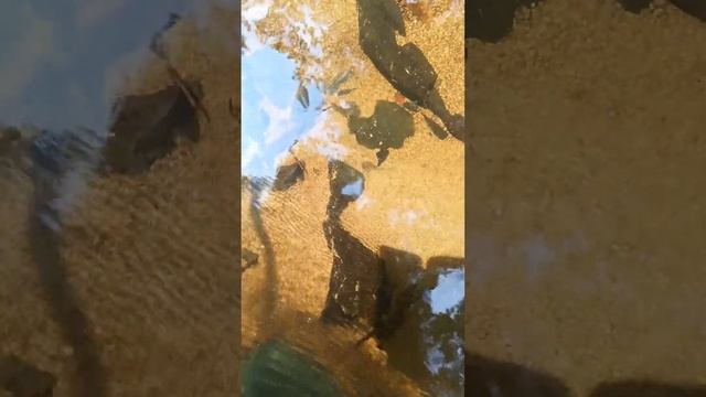 Ну что скажите ?природа дальнего Востока Золото под ногами лежит смотреть онлайн