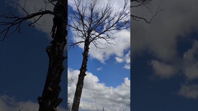 Удаление старой сухой березы по частям. Наклон преобладал на забор соседей. Полное видео смотреть онлайн