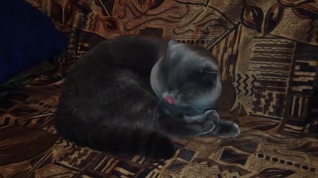 В гостях у Микки кошка Тося. (27.08.2015 год). смотреть онлайн