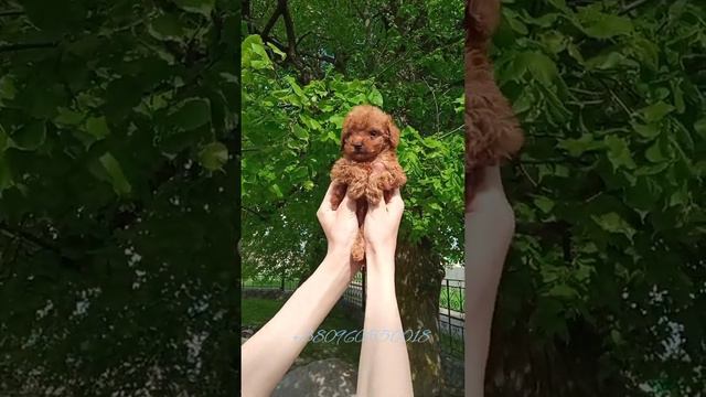 Той Пудель щенки Pudel toy puppies смотреть онлайн