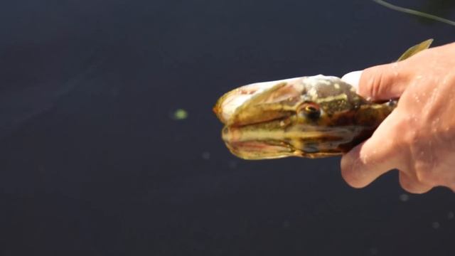 Большой Голавль. Западная Двина и Межа. смотреть онлайн