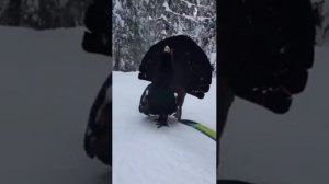 ГЛУХАРЬ НАПАДАЕТ На охотника