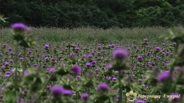 Расторопша: лекарство из колючки смотреть онлайн