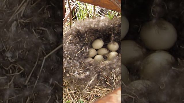 гнездо дикой утки в заброшенной деревне.#shorts смотреть онлайн