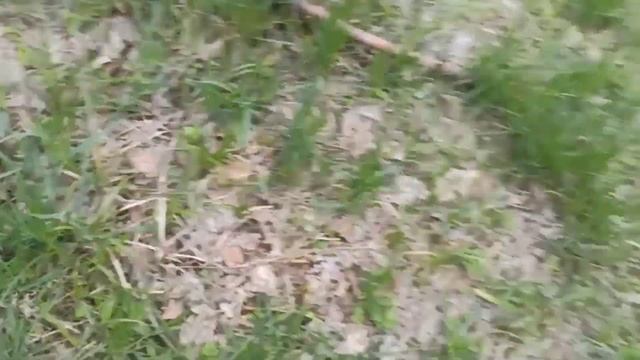 За грибами. Собираю синюю ножку. смотреть онлайн