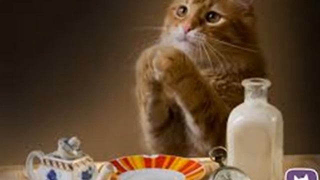 Можно ли котам сладкое? Вы Кормите Своего Питомца Неправильно? смотреть онлайн