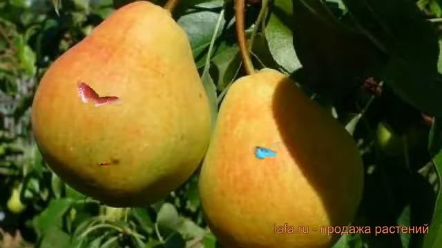 Груша плодовая Чаровница (pyrus Communis) ? Чаровница обзор: как сажать, саженцы груши Чаровница