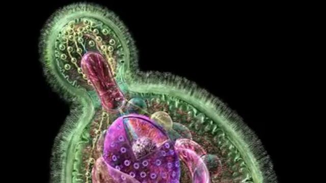 Грибок внутри нас — продукты, которые лучше ИЗБЕГАТЬ! смотреть онлайн