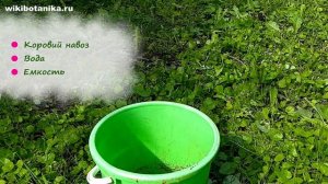 4 лучших народных СРЕДСТВА от РЖАВЧИНЫ РАСТЕНИЙ