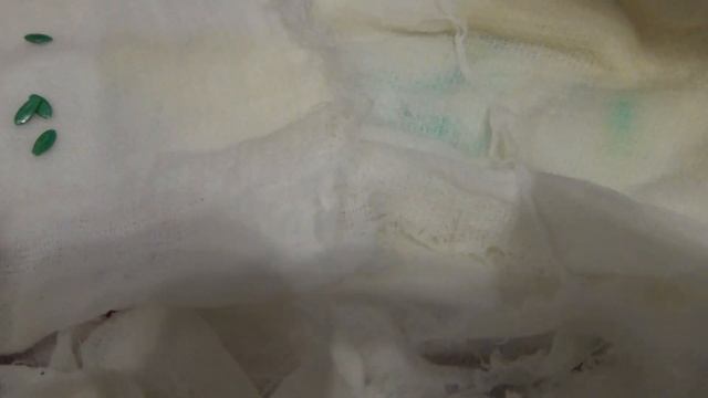 ч.1 28.04 Проращиваем семена огурцов дома,рассаду огурцов в домашних условиях,огород на балконе. смотреть онлайн