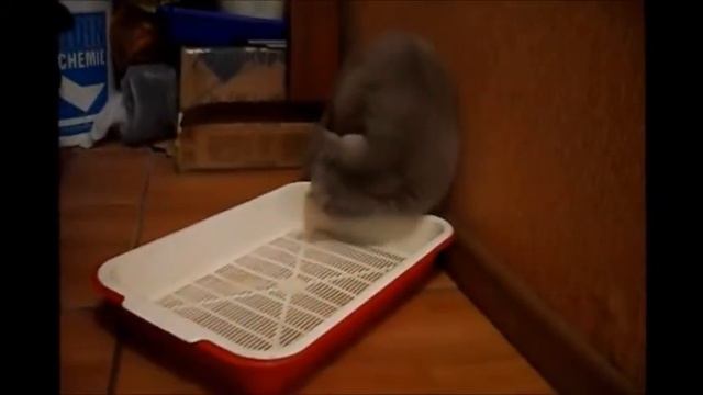 кошка тащится от запаха хлорки смотреть онлайн