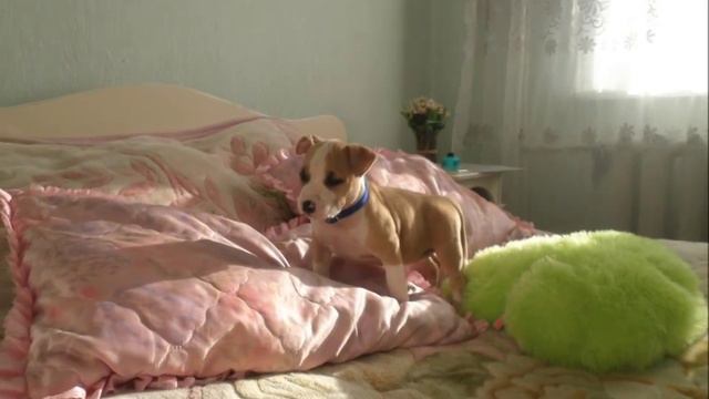 Жизнь одного амстаффа смотреть онлайн