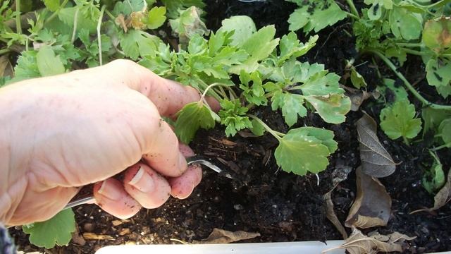 Ranunculus: Flower Power for Texas Winters смотреть онлайн