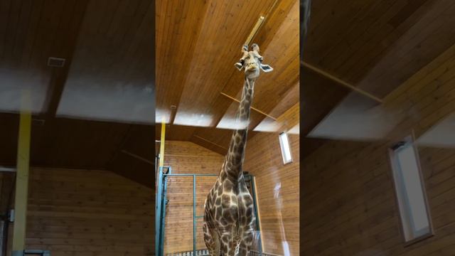 Жираф 🦒 смотреть онлайн