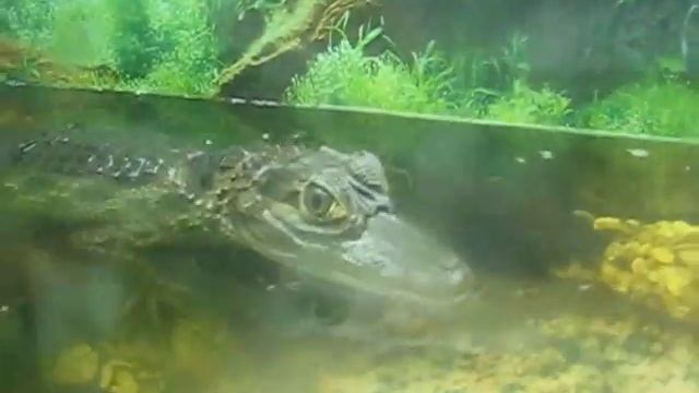 кормление крокодила в аквариуме ))) смотреть онлайн