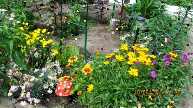 Цветы моего сада. Слайд шоу. смотреть онлайн