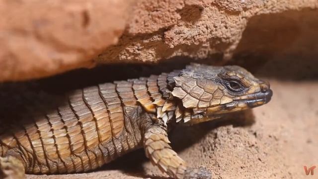 Поясохвосты (лат. Cordylidae) смотреть онлайн