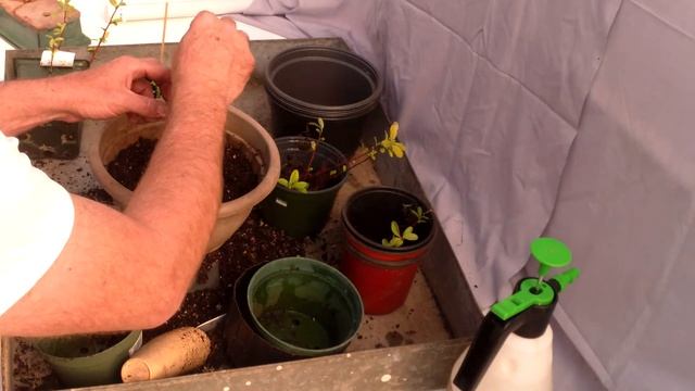 Pyracantha cuttings смотреть онлайн