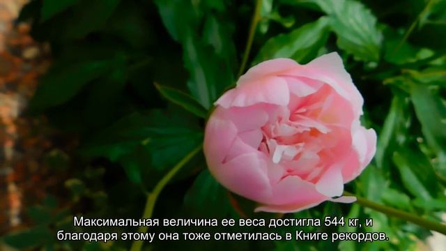 Топ 10 самых толстых людей смотреть онлайн