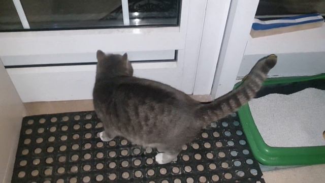 КОТОБЛОГ смотреть онлайн