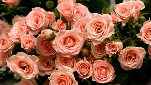 С Днём Рождения, доченька моя! смотреть онлайн