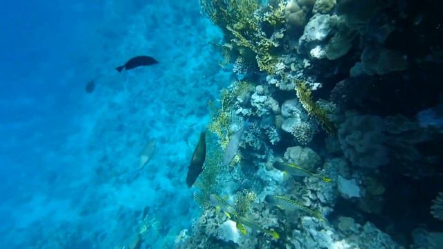 Риф отеля Queen Sharm Resort 4* Шарм эль шейх Египет снято на YI Lite