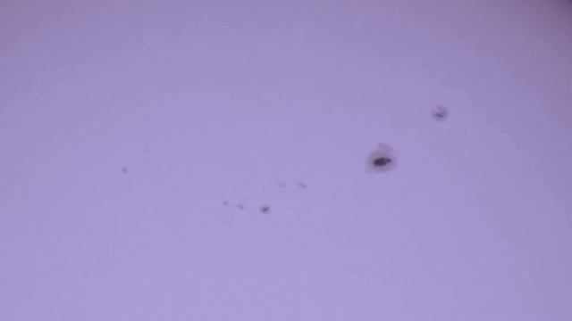 Sunspots/Celestron nexStar SLT 127MAK смотреть онлайн