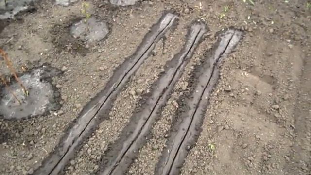 Как я СЕЮ СЕМЕНА ЛУКА Посев чернушки смотреть онлайн
