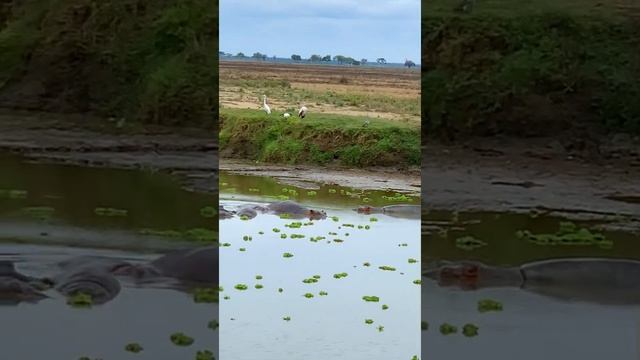 Бегемоты самые опасные животные Африки. Hippos. Africa #Shorts смотреть онлайн