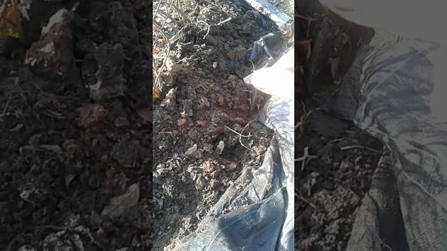 21.11.21 Голубика на северо-западе Подмосковья. Яма для посадки голубики.ЕЕ размеры. смотреть онлайн