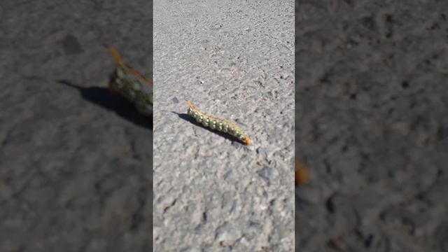 гусеница молочайного бражника (Hyles euphorbiae) смотреть онлайн