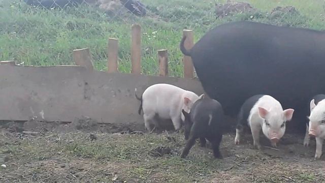 Вьетнамские поросята 1 месяц. смотреть онлайн