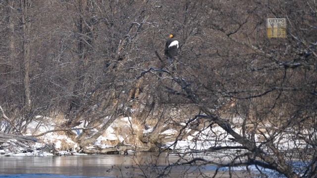 Лебеди на Камчатке