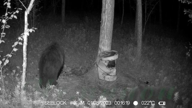 Фотоловушка SEELOCK S308W #2 Медведь на приваде смотреть онлайн