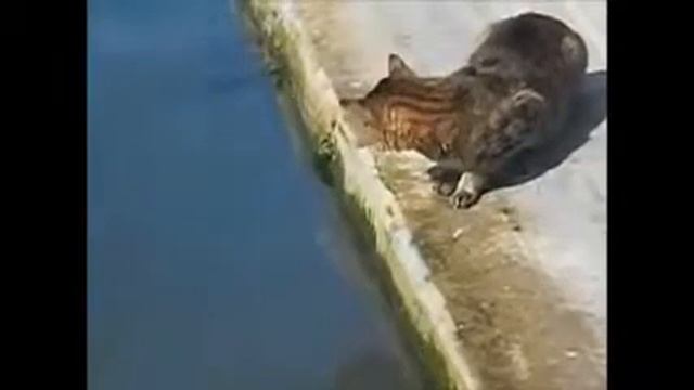 Рыба, это не еда, это уловка смотреть онлайн