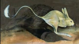 Большой тушканчик (Allactaga major)