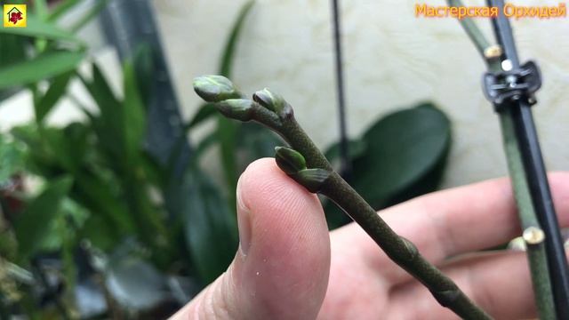 Моя ПЕРВАЯ ОРХИДЕЯ в ЭТОМ ГОДУ! Теряюсь в догадках! Как же она зацветет! смотреть онлайн
