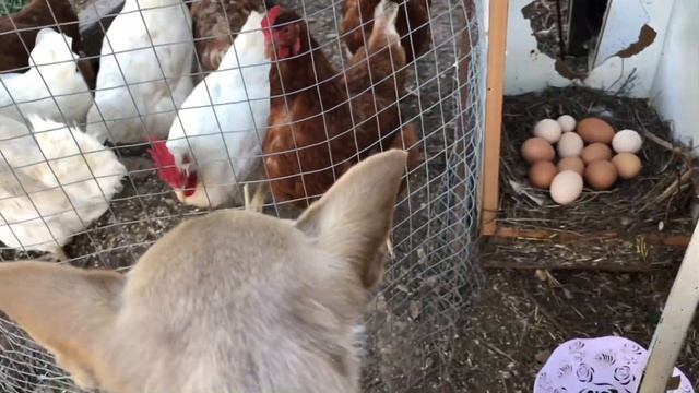 Сильный испуг мини чихуахуа по кличке флекси смотреть онлайн