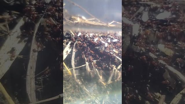 Dolichoderus mariae Queen and Flying Alates смотреть онлайн