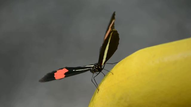 Almendra Común смотреть онлайн