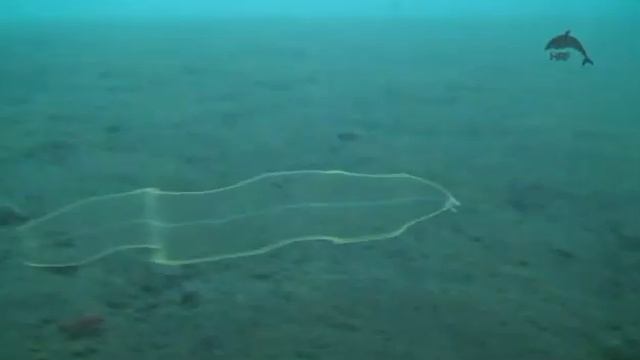 Leptocephalus @ Seraya Secrets - Bali Reef Divers - Dive Bali смотреть онлайн