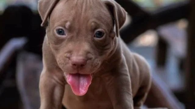 Пенсионерке подарили щенка питбуля.Через две недели женщину вынесли из квартиры на носилках....