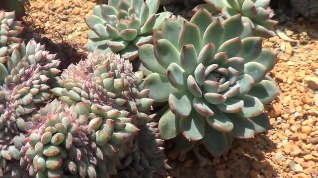 The Plant Traveller: Echeveria cristata смотреть онлайн