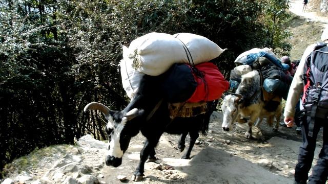 Самые необычные гибриды животных смотреть онлайн