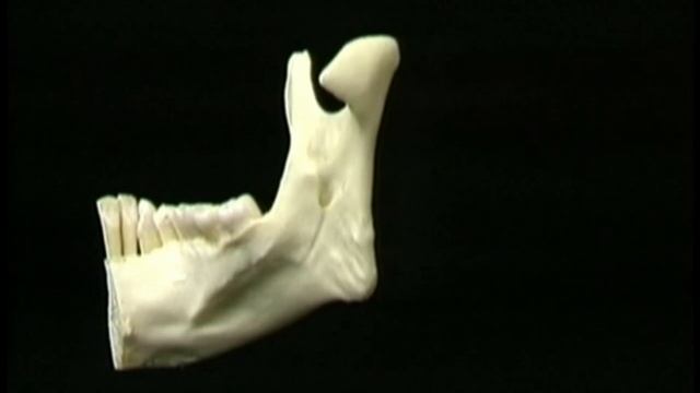 Кости_4_4 - Ротовая полость и нижняя челюсть смотреть онлайн