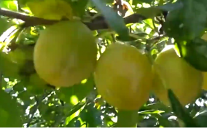 Жёлтая слива. Посадка и Урожай!