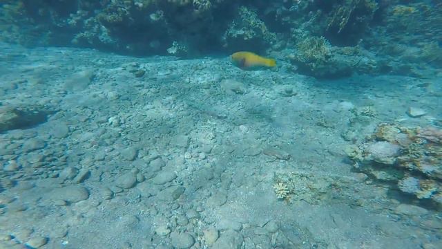 Дайвинг Эйлат 2016 смотреть онлайн