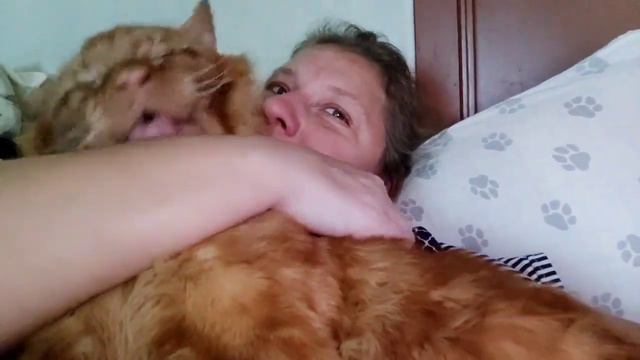 Мейн кун. Кот Джокер. Любимка. смотреть онлайн