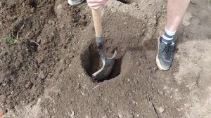 Павловния посадка и уход. Как правильно сажать Павловнию? Особенности, советы и рекомендации.