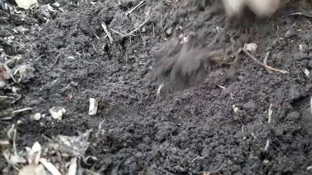 Выкопка экспериментального картофеля сорта киви и омоложенного белого и синеглазки смотреть онлайн